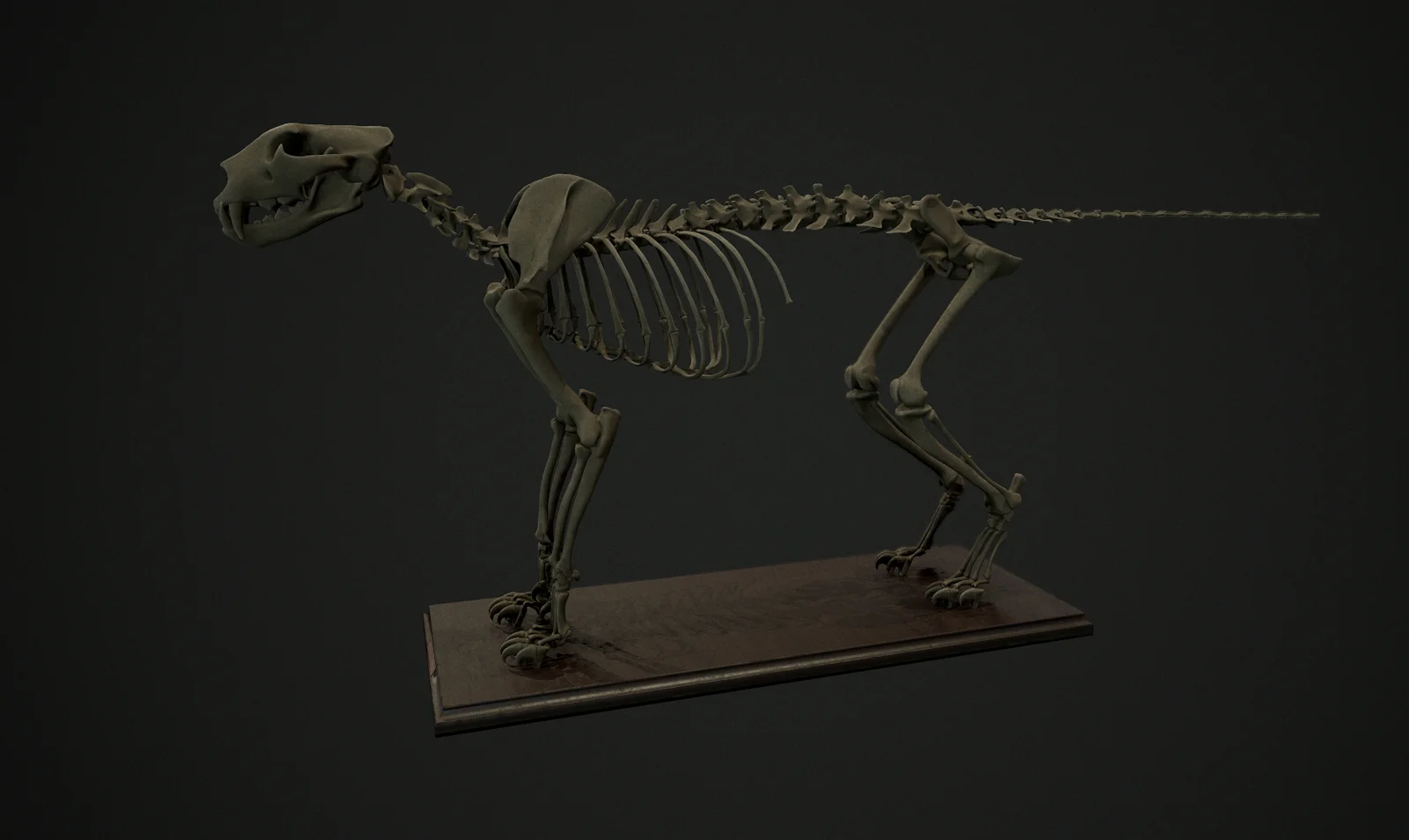 Leopard Skeleton & References screenshot 4