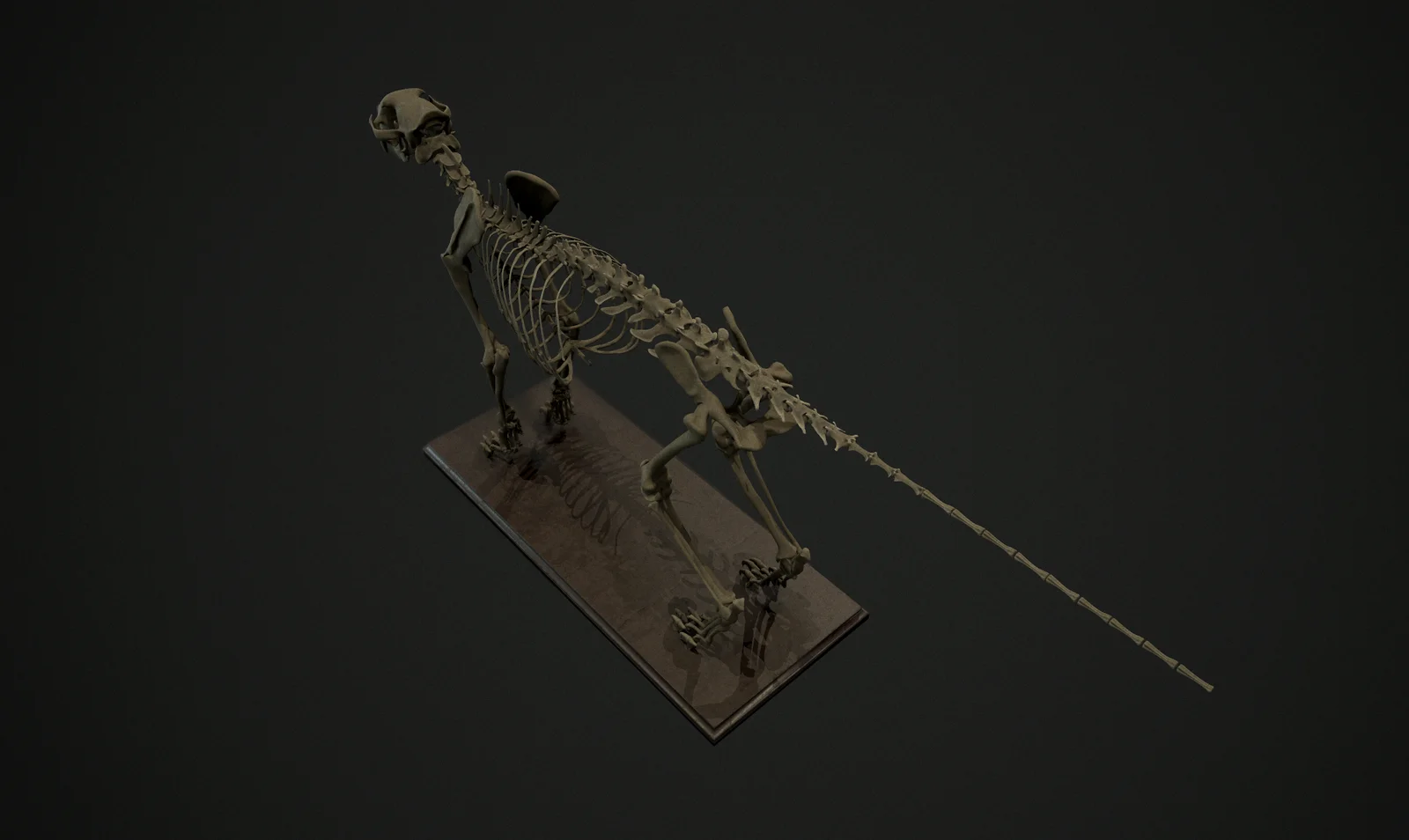 Leopard Skeleton & References screenshot 5