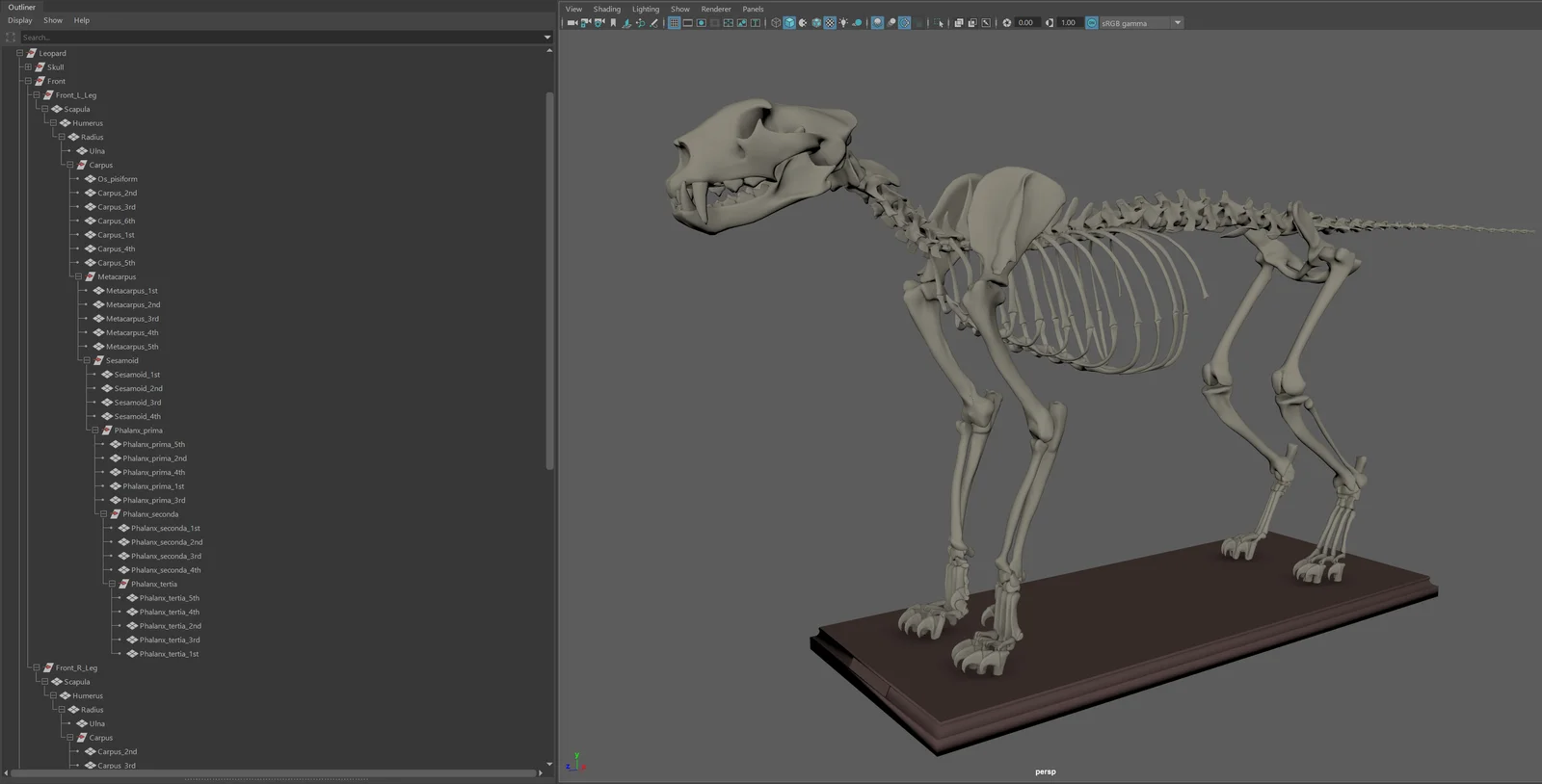 Leopard Skeleton & References screenshot 6