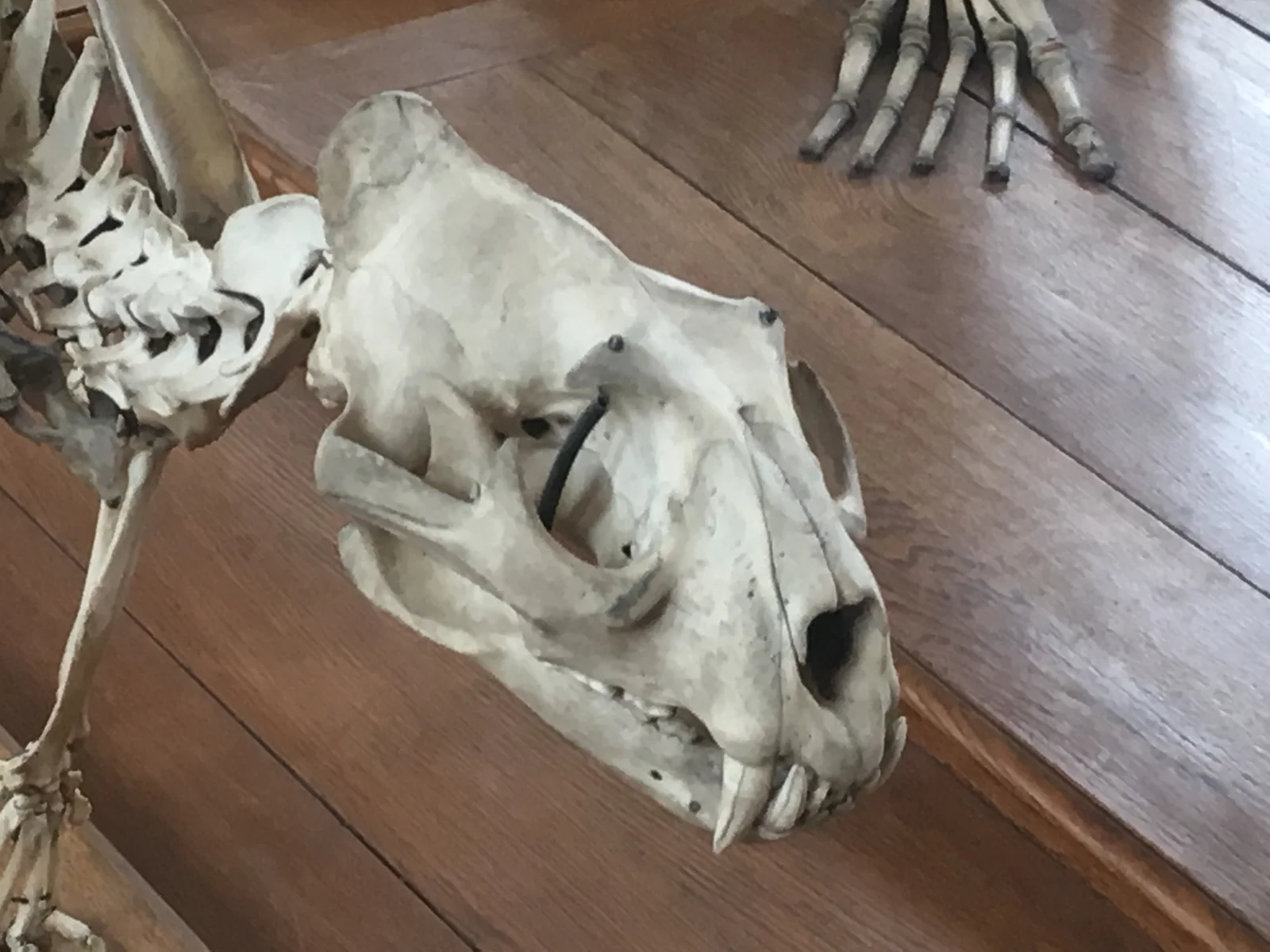 Leopard Skeleton & References screenshot 7