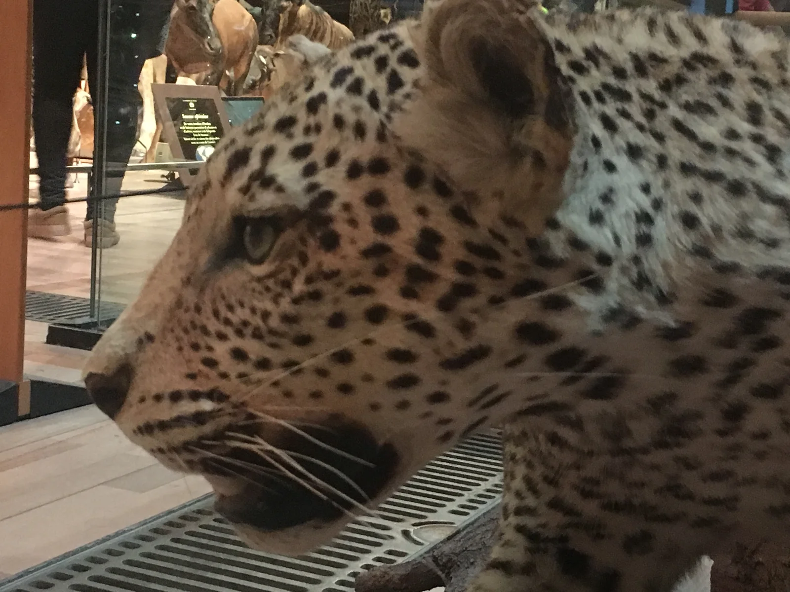 Leopard Skeleton & References screenshot 8