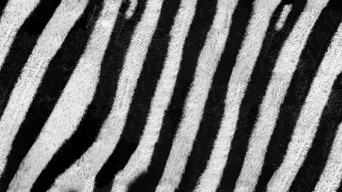 Zebra Skin Textures - Blender textures & materials