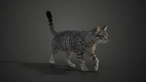 Grey Cat Animated - Blender 3d models