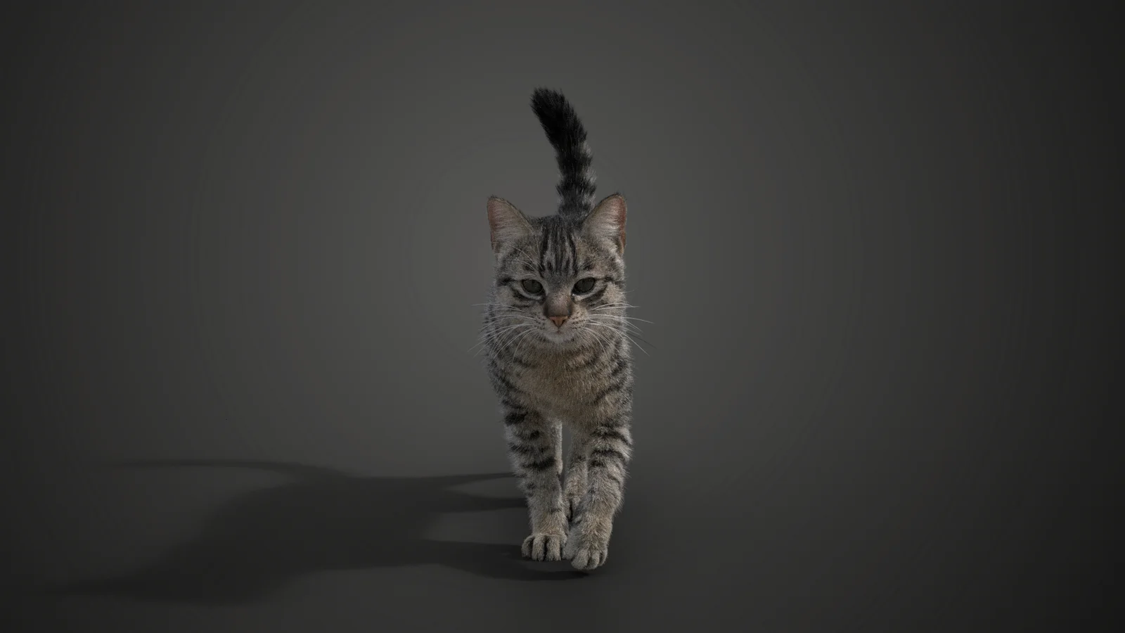 Grey Cat Animated screenshot 2