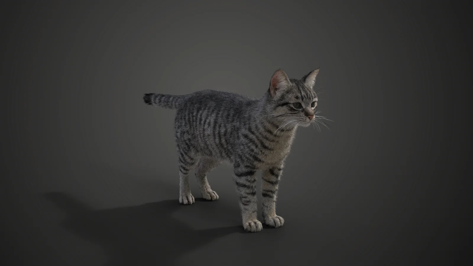 Grey Cat Animated screenshot 3