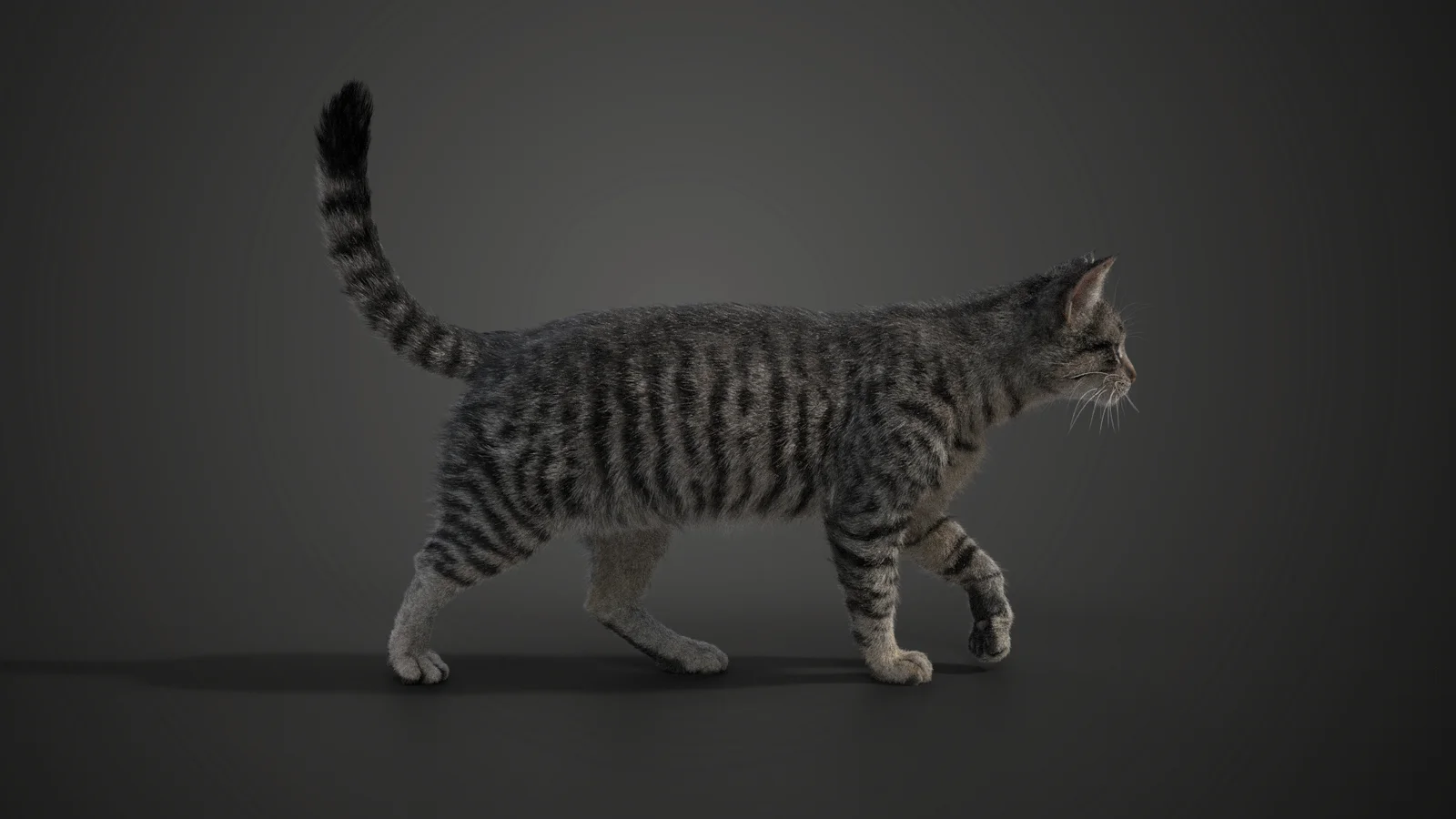 Grey Cat Animated screenshot 4