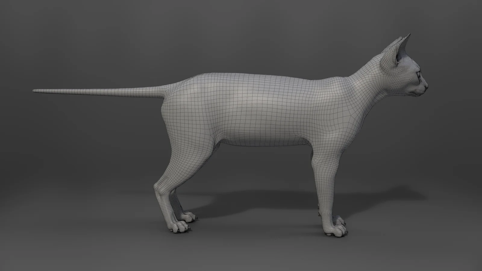 Grey Cat Animated screenshot 7
