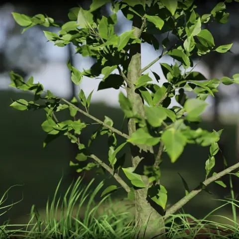 Growing Tree Animation - Blender geometry nodes