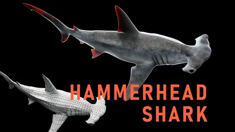 Hammerhead Shark - Blender 3d models