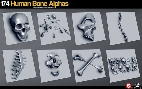 Human Bones Alphas - Blender sculpting brushes
