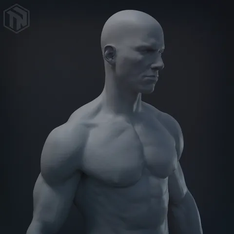 Human Anatomy Study - Blender 3d models