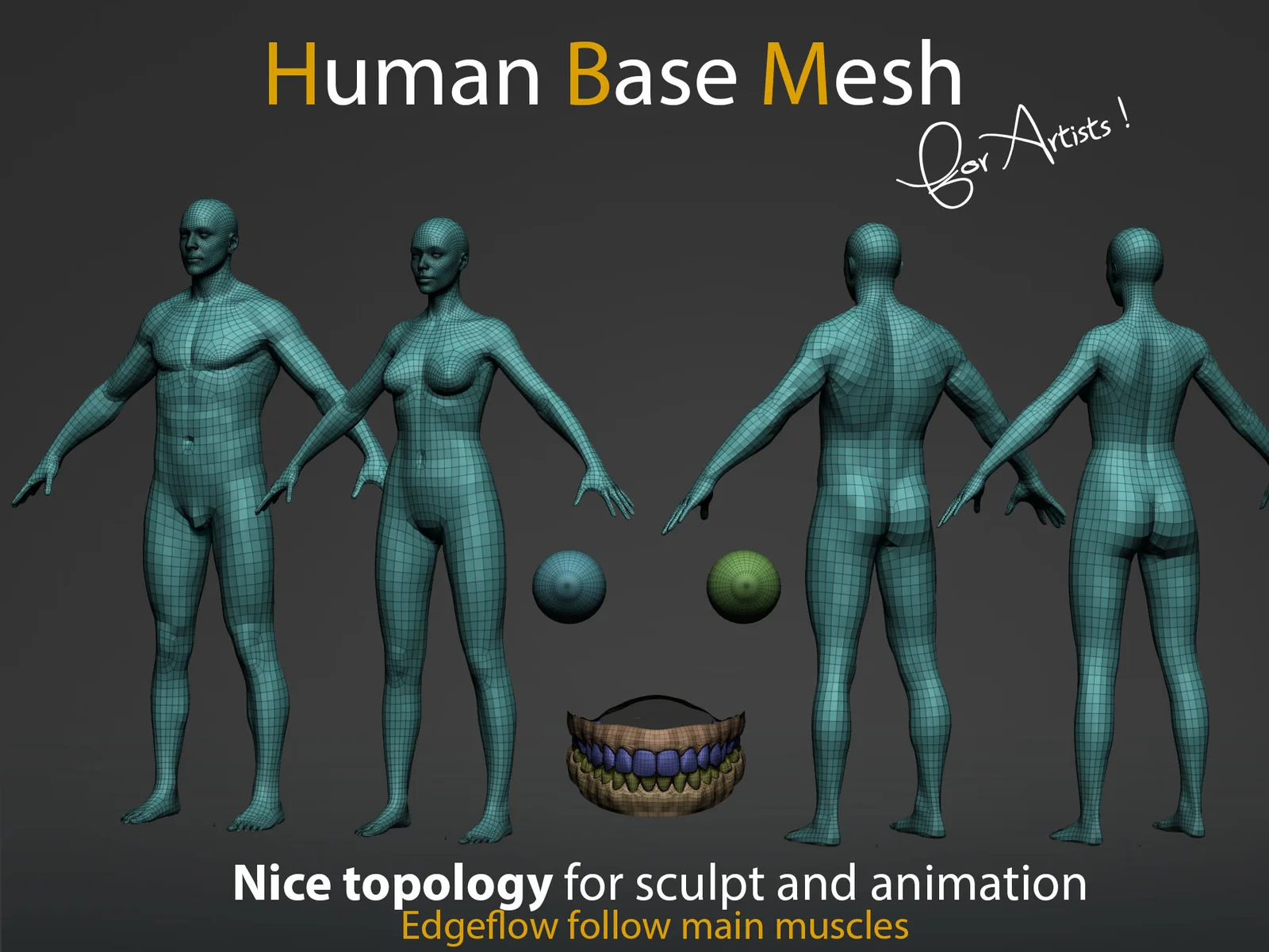 Human Base Mesh screenshot 3
