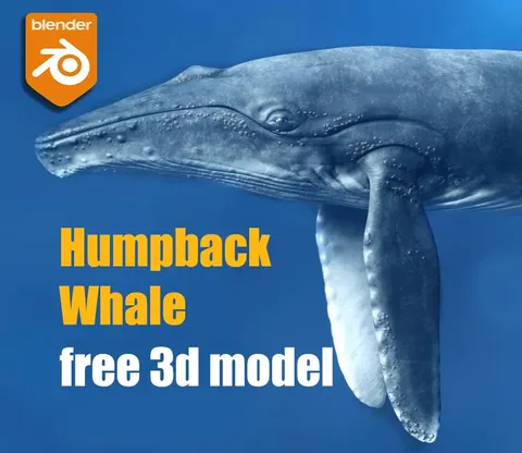 Humpback Whale - Blender 3d models