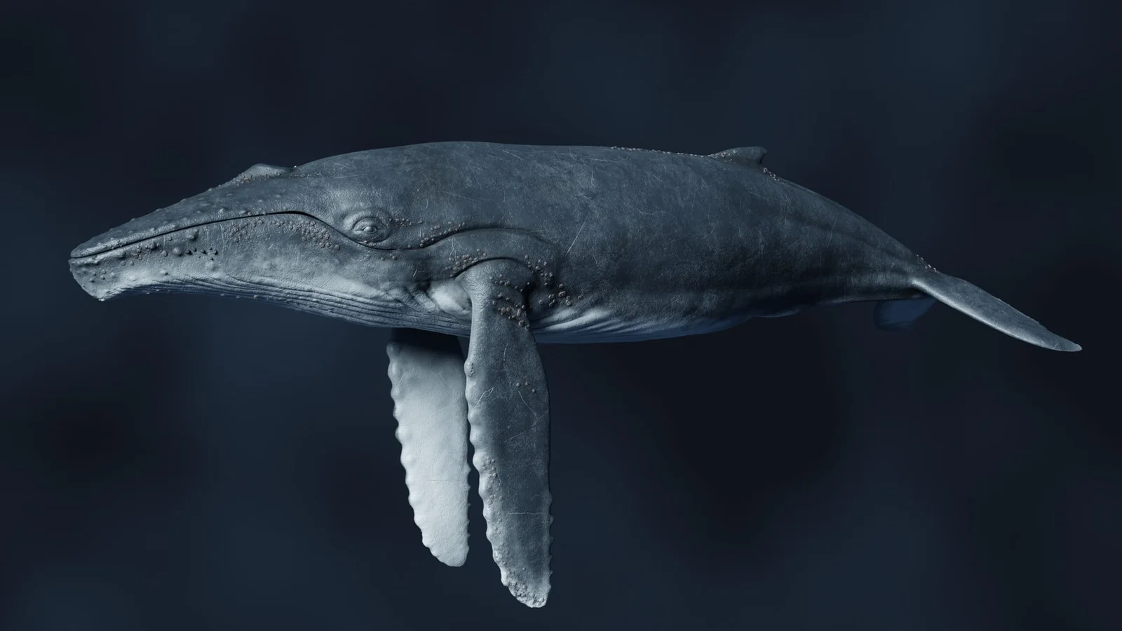 Humpback Whale screenshot 2