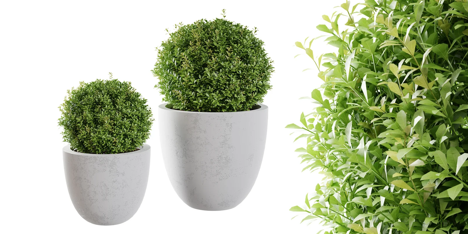 Indoor Plants screenshot 3