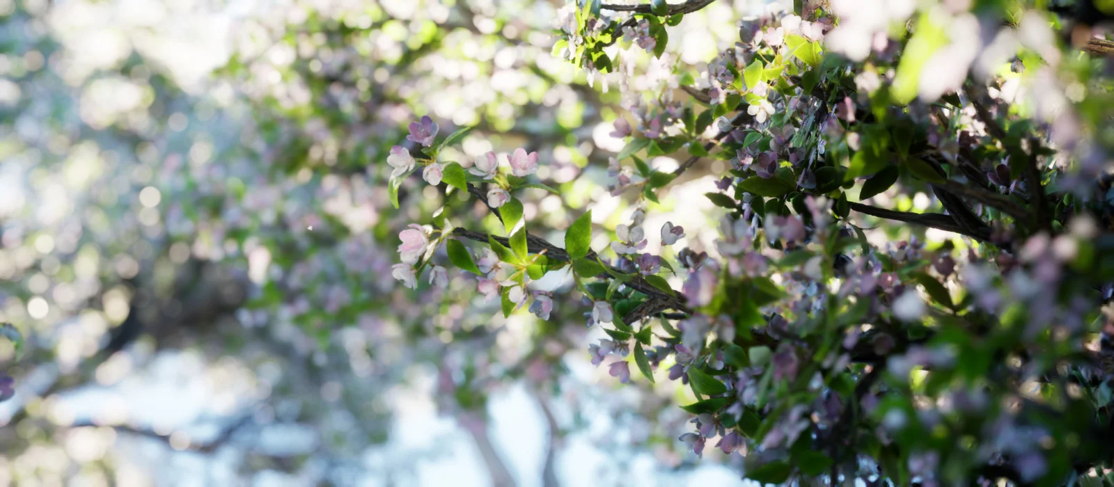 Japanese Crab Apple Tree screenshot 3