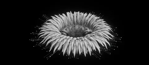 Procedural Flower - Blender geometry nodes