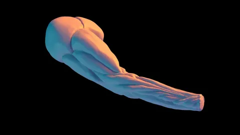 Limb Anatomy - Blender 3d models
