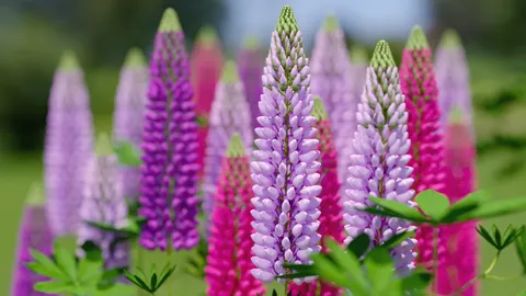 Lupine Flower Generator - Blender geometry nodes