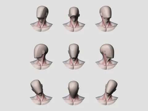 Main Shapes & Muscles of the Neck - Blender 3d models