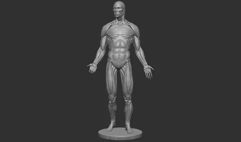 Male Anatomy Figure - Blender 3d models