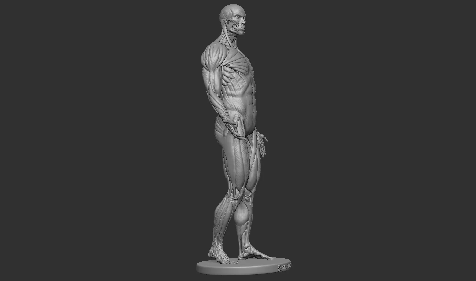 Male Anatomy Figure screenshot 2