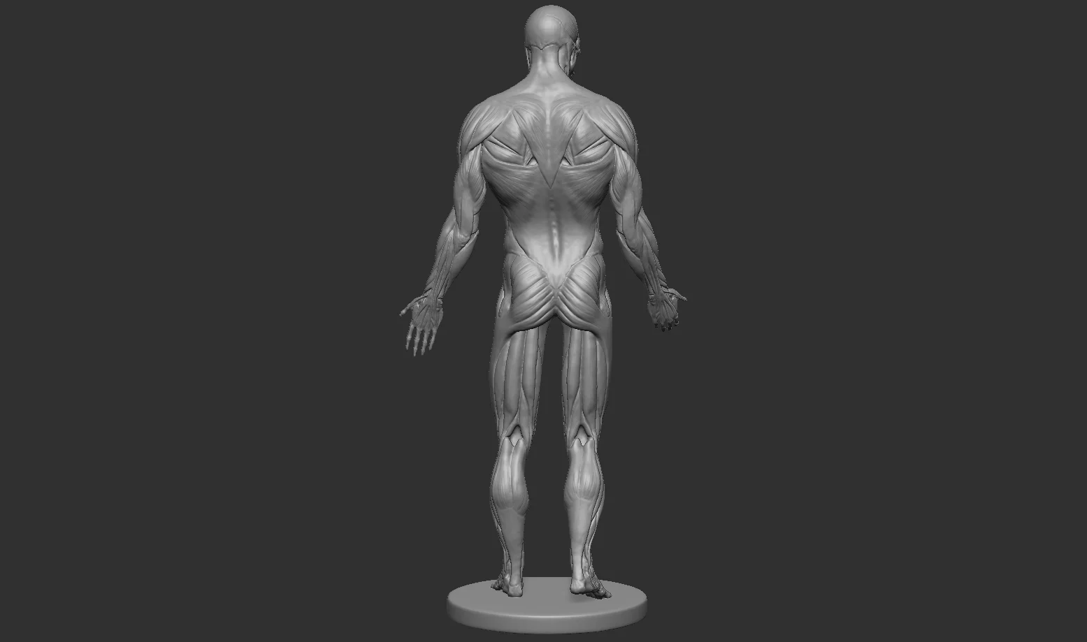 Male Anatomy Figure screenshot 3