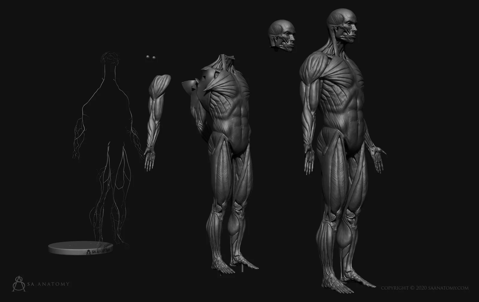 Male Anatomy Figure screenshot 4