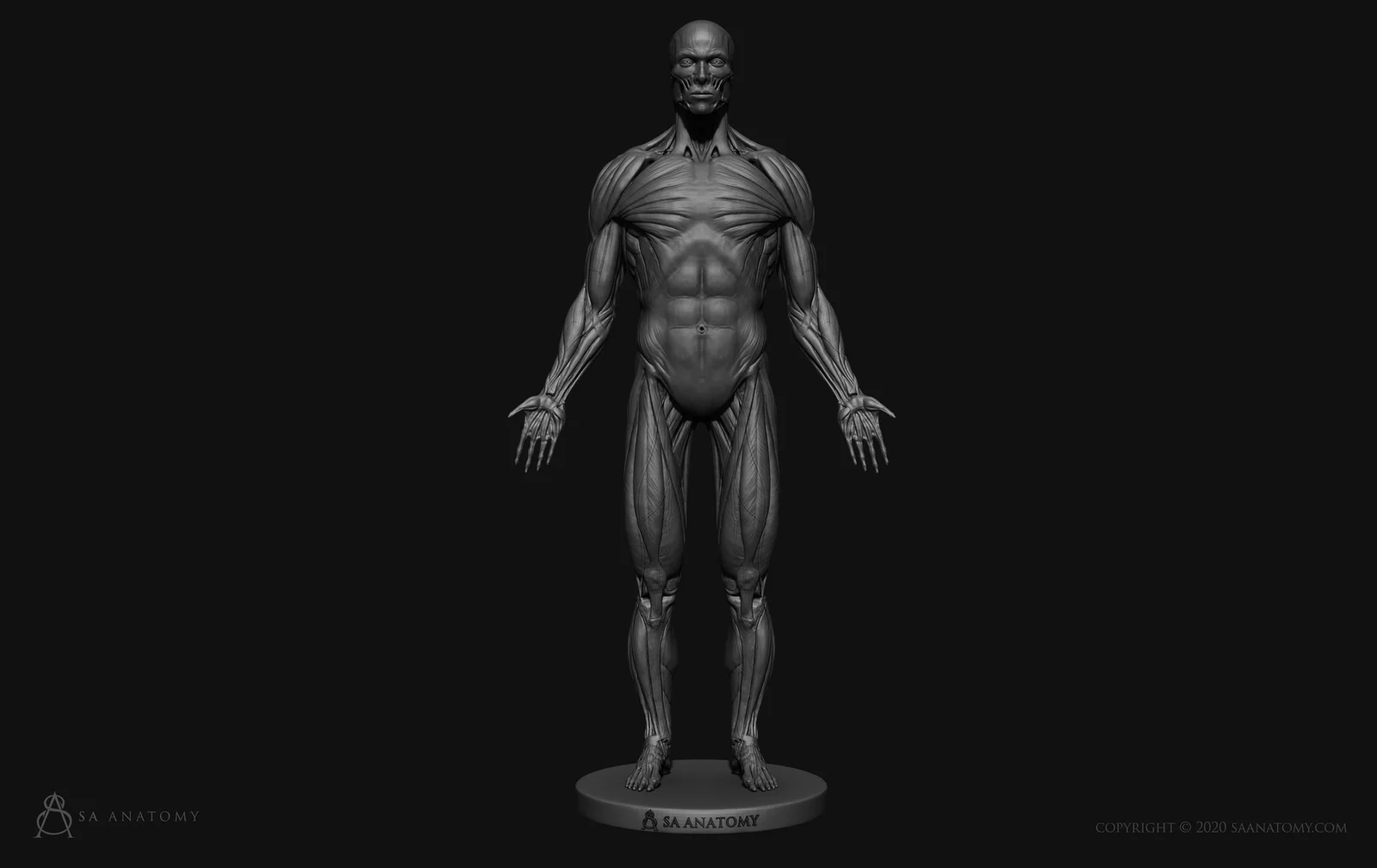 Male Anatomy Figure screenshot 5