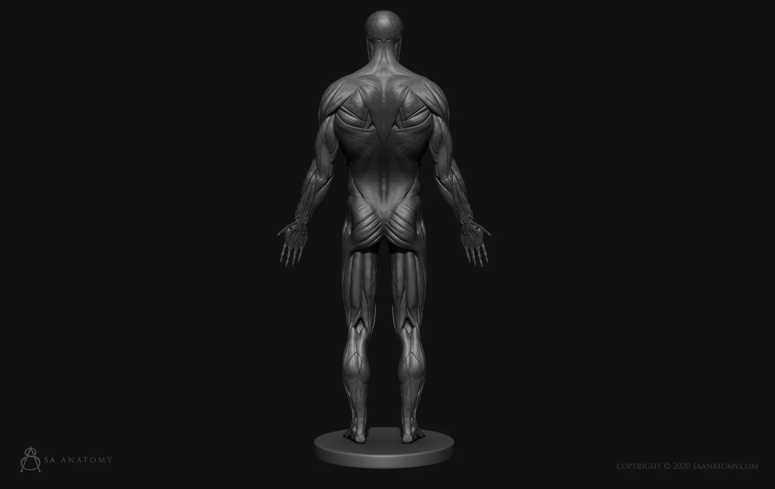Male Anatomy Figure screenshot 6