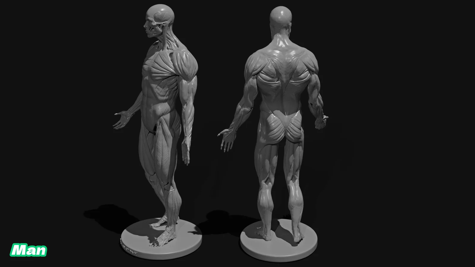 Male Anatomy Figure screenshot 7