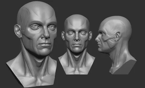 Male Head Anatomy - Blender 3d models