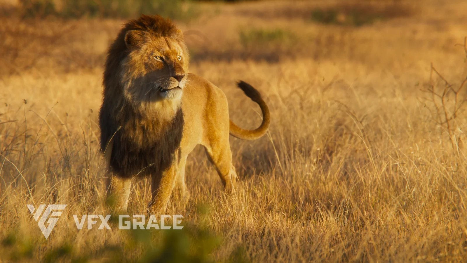 Male Lion Animated screenshot 2
