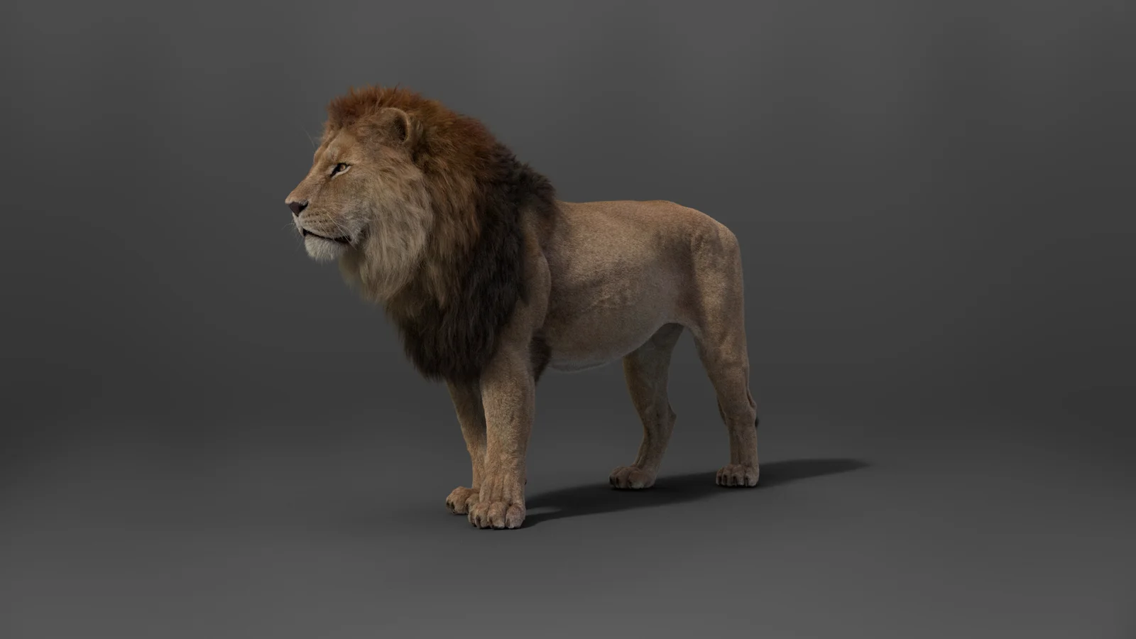 Male Lion Animated screenshot 5