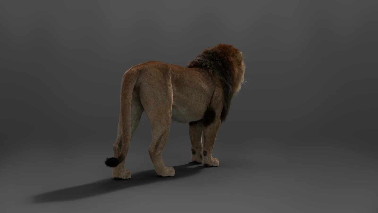 Male Lion Animated screenshot 6