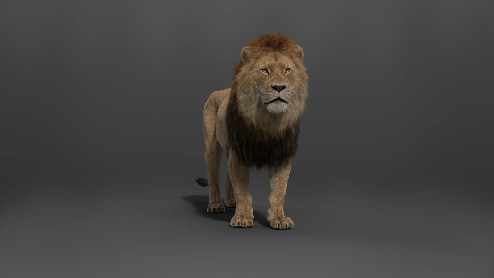 Male Lion Animated screenshot 7