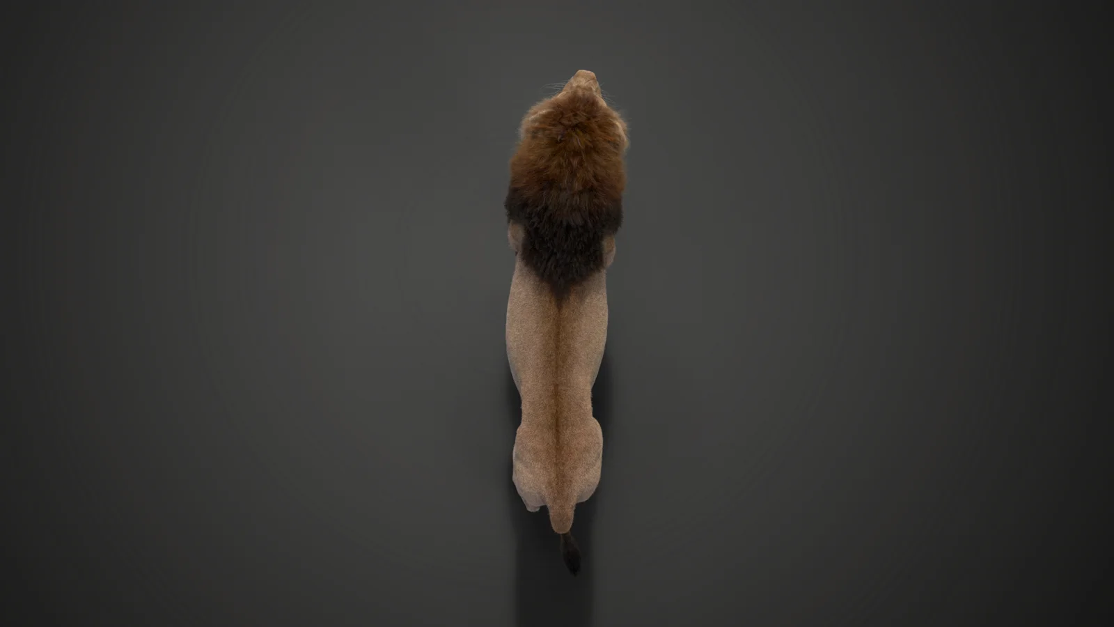 Male Lion Animated screenshot 8