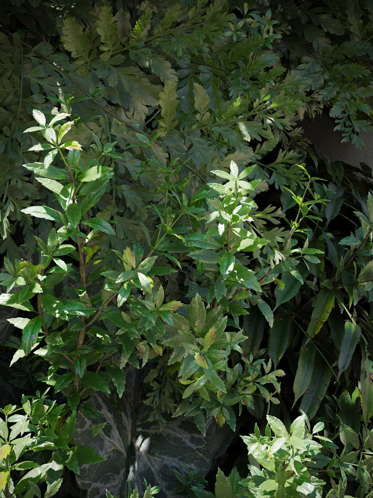 Plant Models Vol 13 screenshot 2