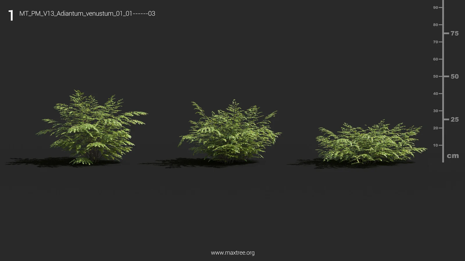 Plant Models Vol 13 screenshot 7