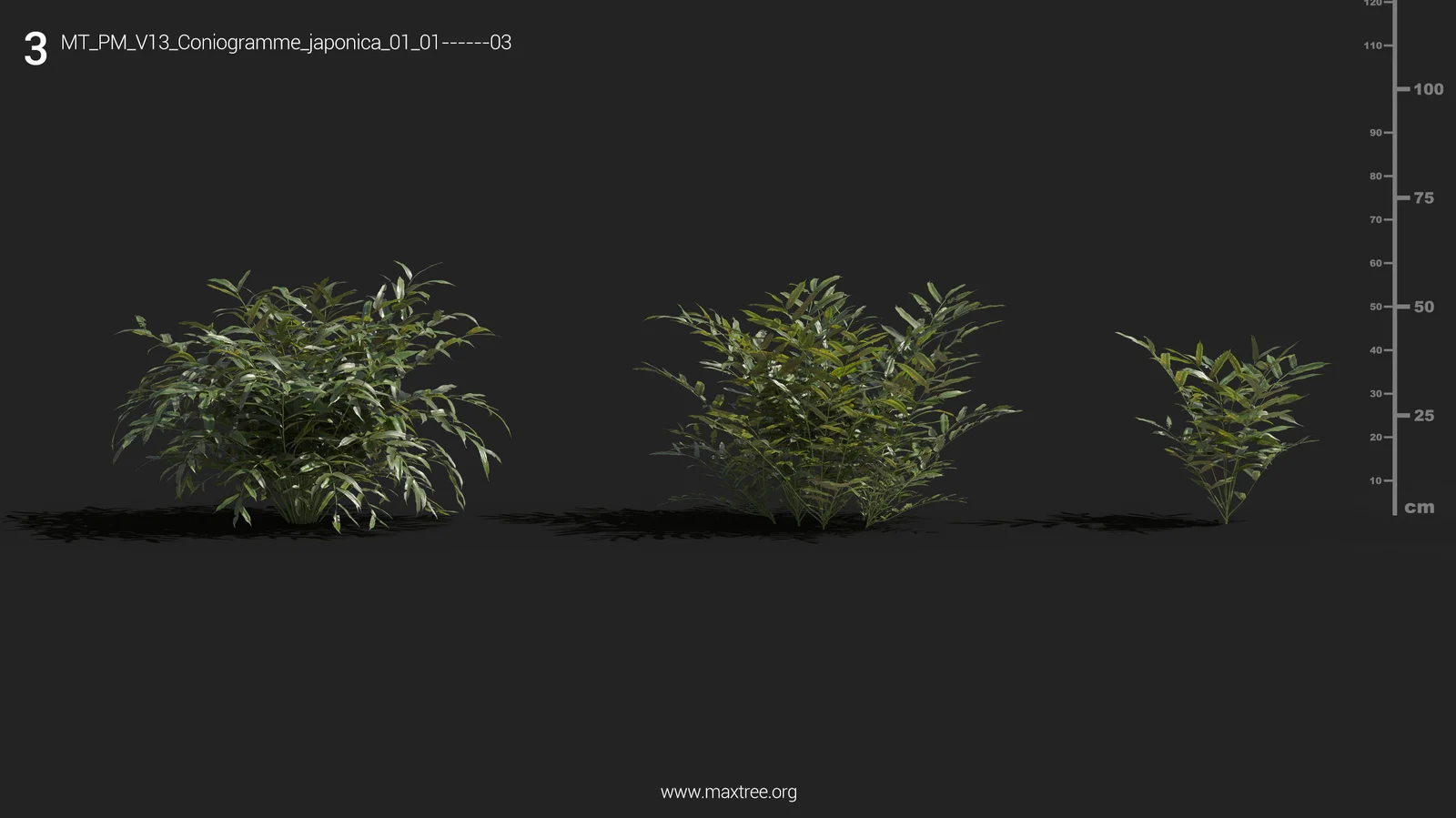 Plant Models Vol 13 screenshot 8
