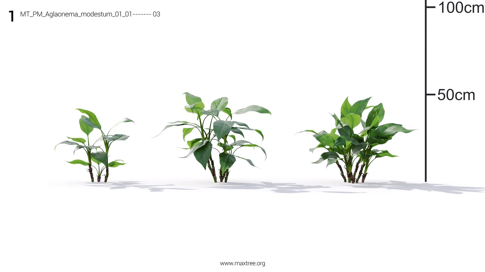 Plant Models Vol 19 screenshot 2