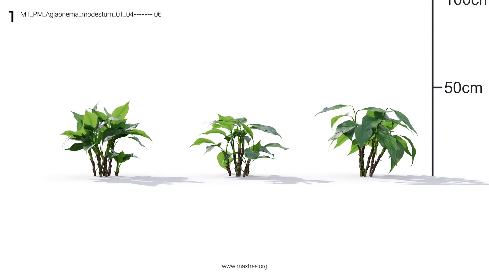 Plant Models Vol 19 screenshot 4