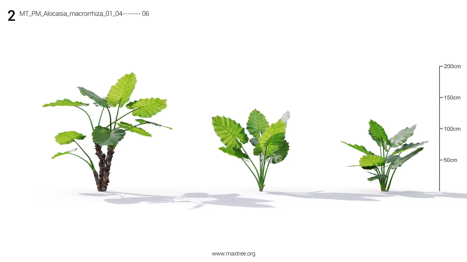 Plant Models Vol 19 screenshot 5