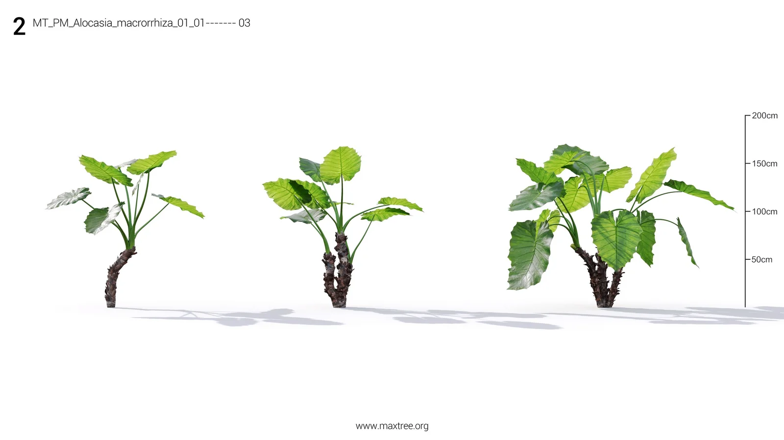 Plant Models Vol 19 screenshot 6