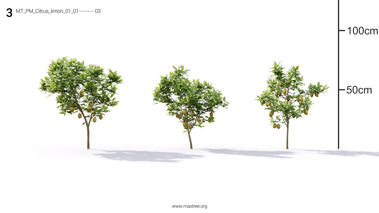 Plant Models Vol 19 screenshot 7