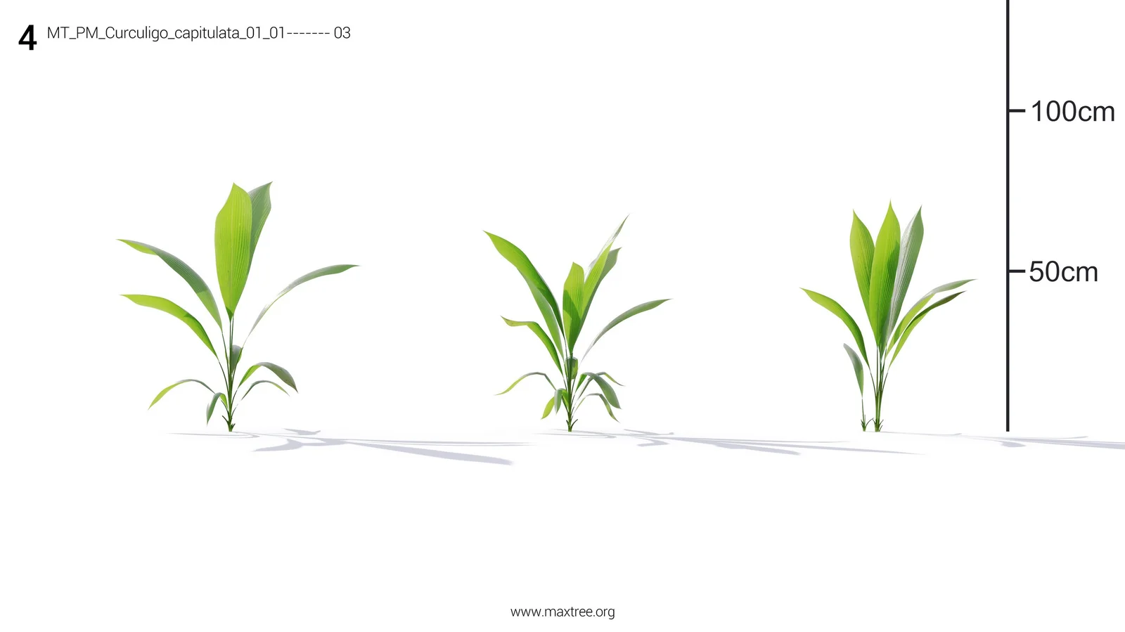 Plant Models Vol 19 screenshot 8