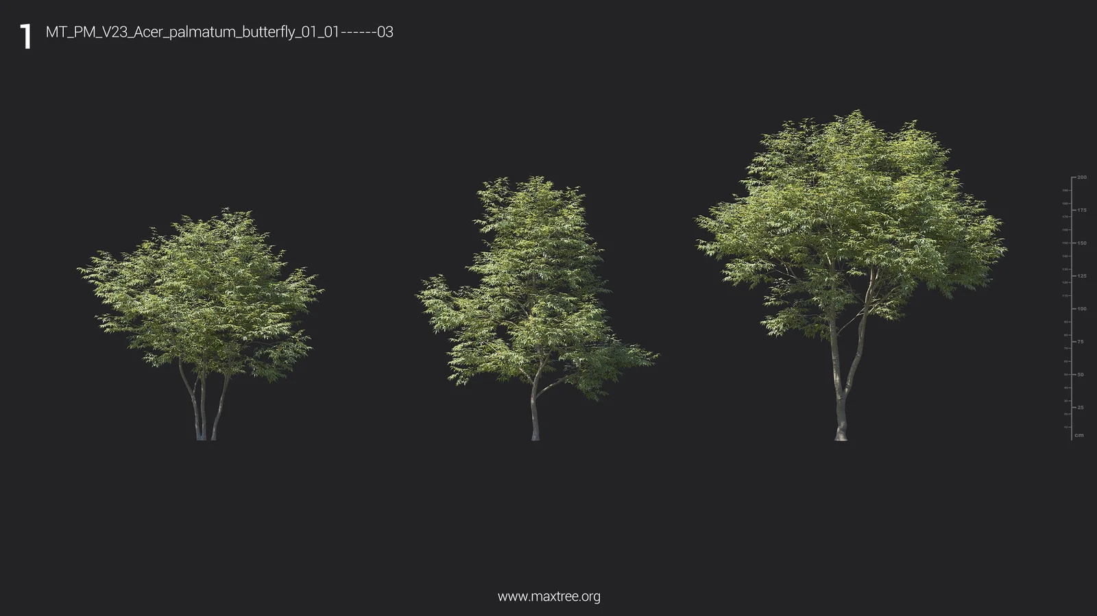 Plant Models Vol 23 screenshot 6