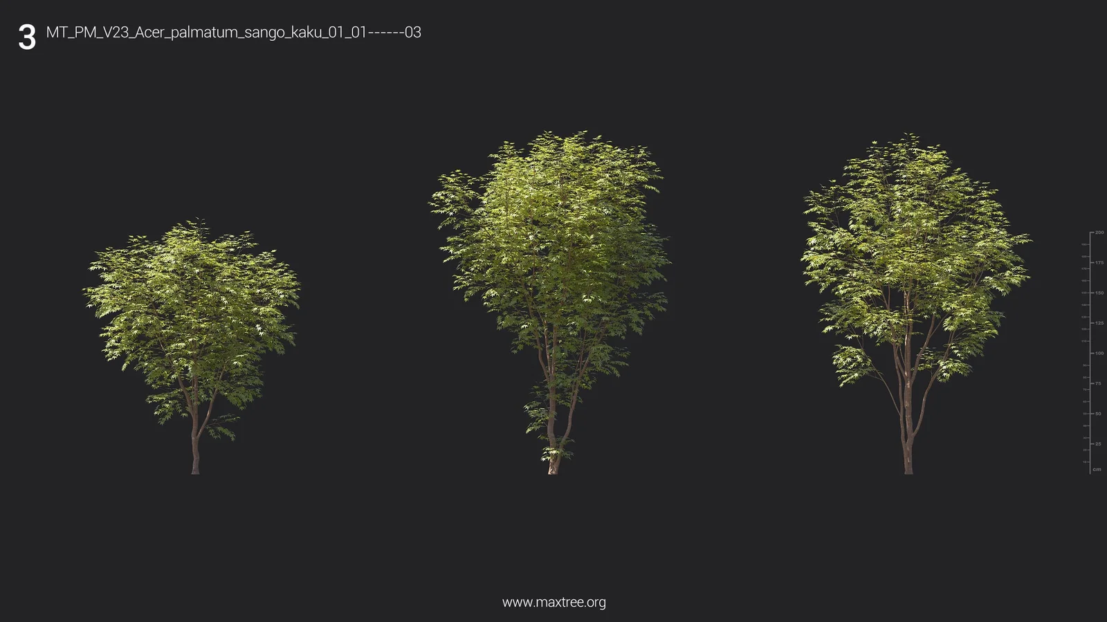 Plant Models Vol 23 screenshot 7