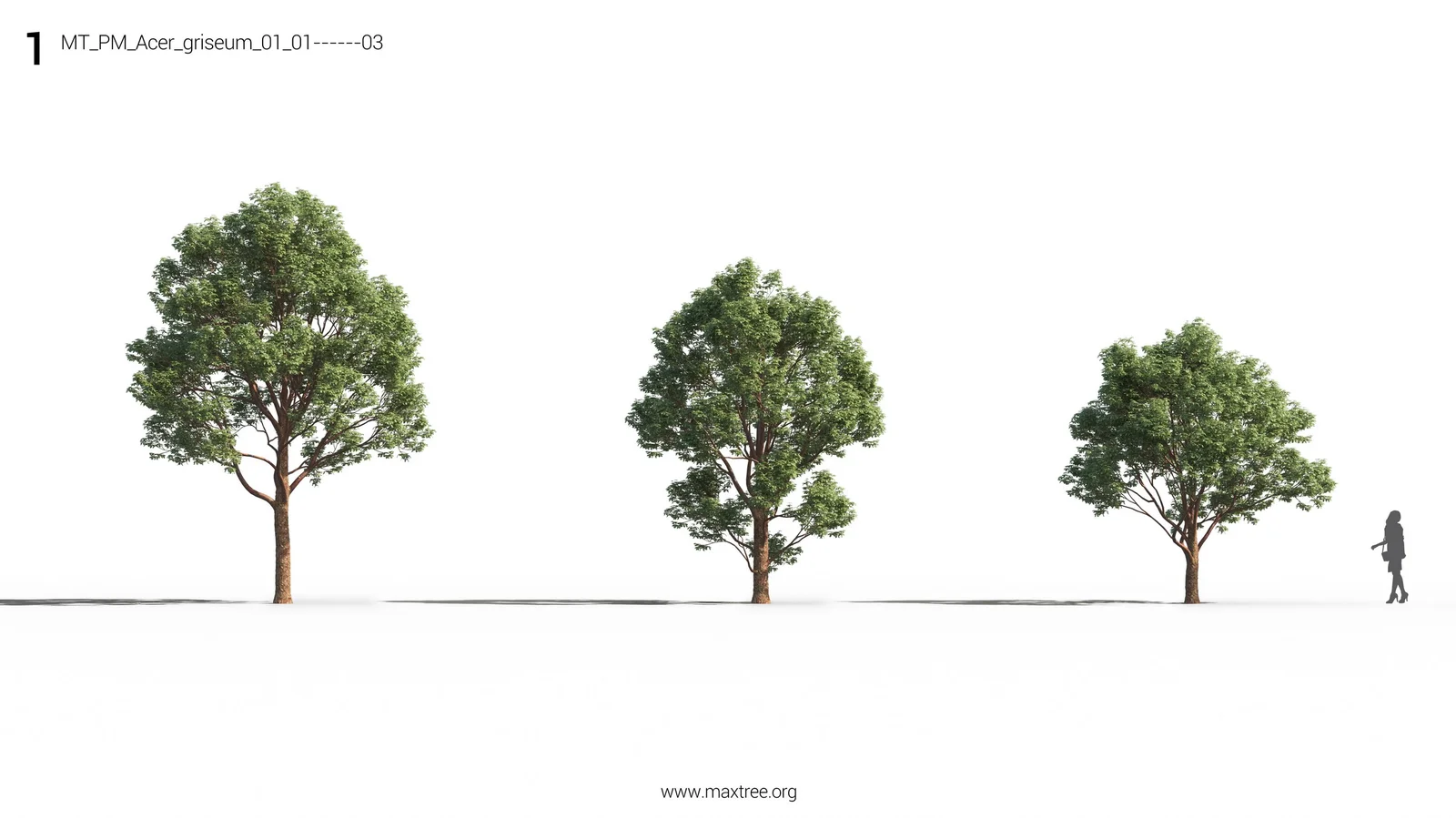 Maxtree Plant Models Vol 26 screenshot 6