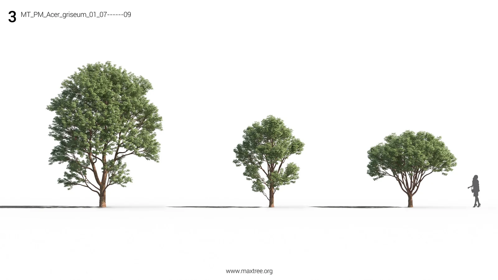 Maxtree Plant Models Vol 26 screenshot 7